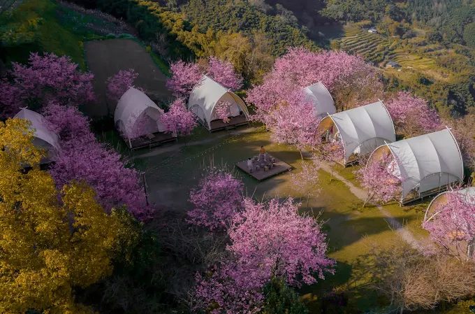 霧繞露營區的櫻花盛開，帳篷隱身於粉紅花海中