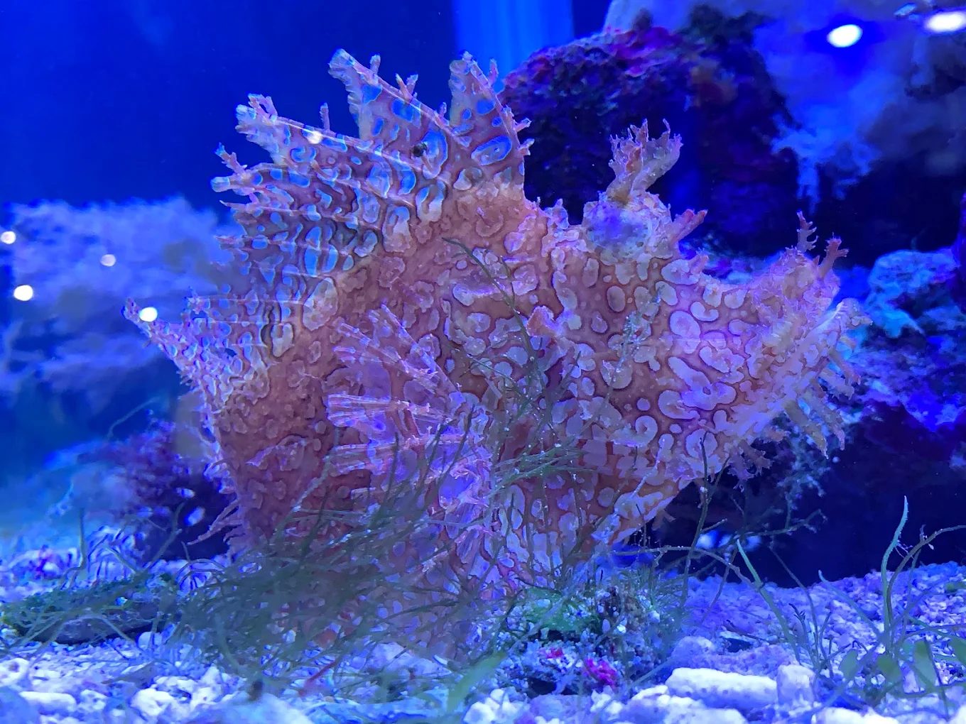 親子最愛的「海底遊樂園」！台灣 5 大水族館一次看透透