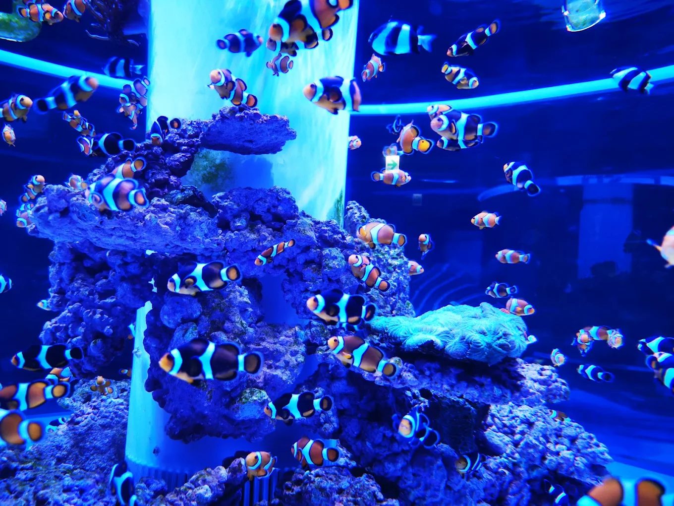 親子最愛的「海底遊樂園」！台灣 5 大水族館一次看透透