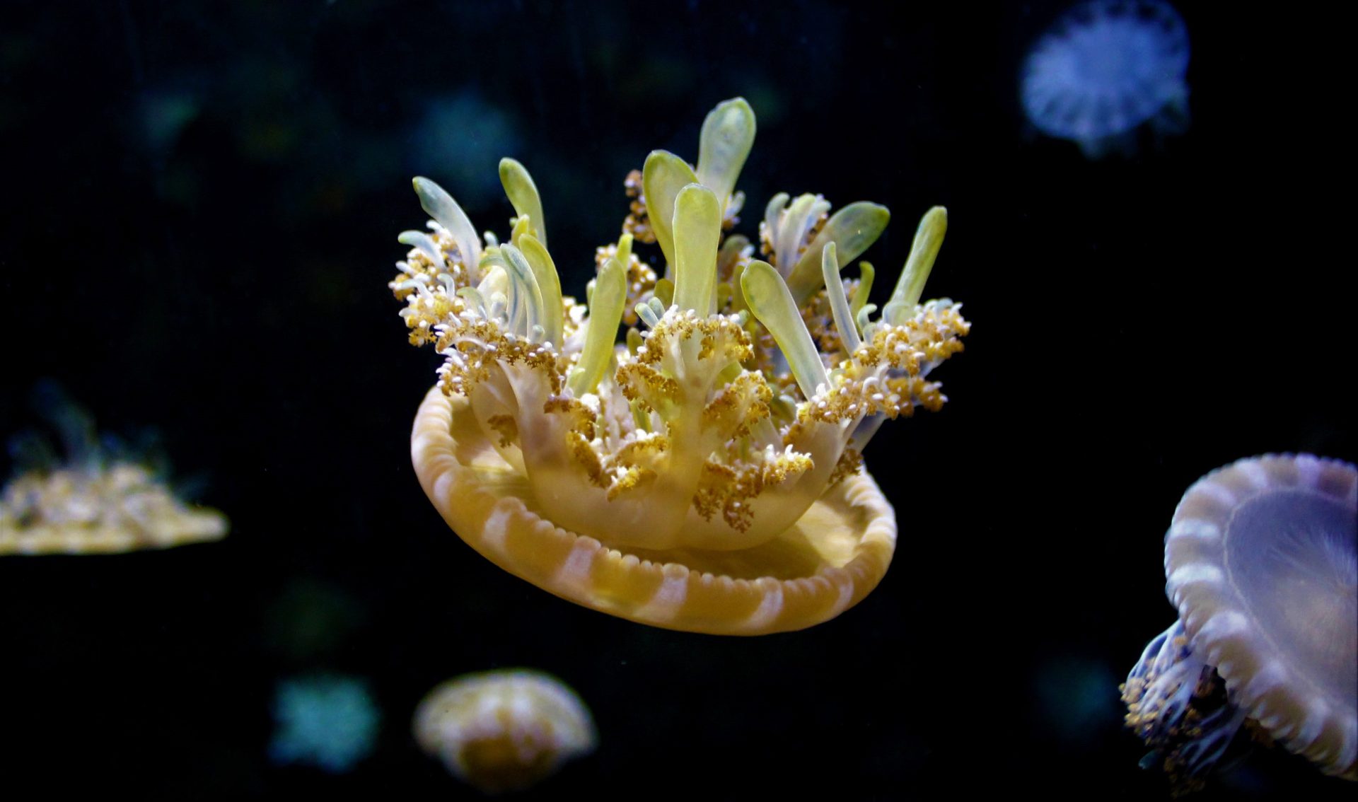 爸媽的救星！野柳海洋世界讓孩子玩到比 AI 還耗電