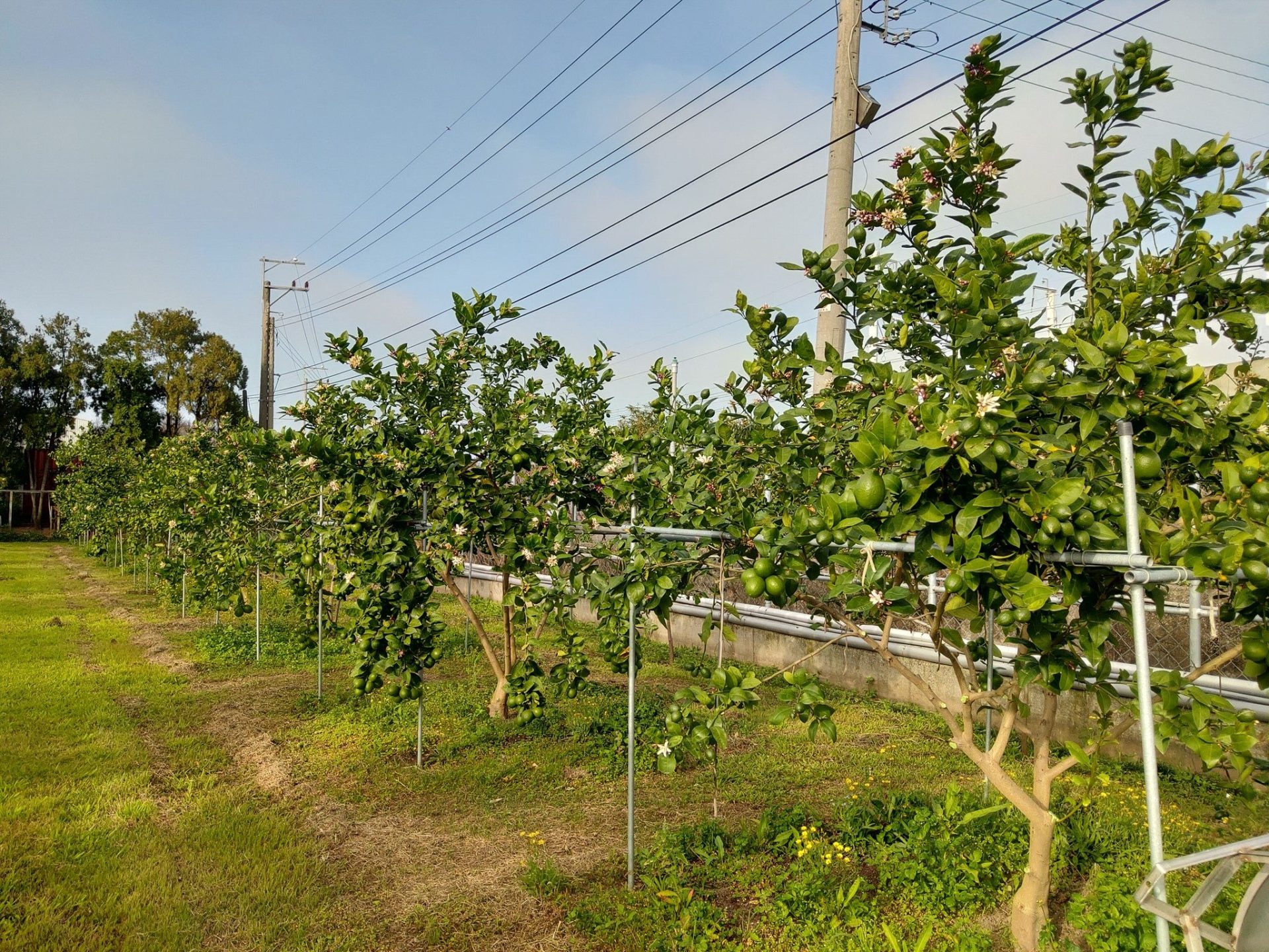 走進台中「檸檬森林」:一場酸甜到心裡的親子小旅行