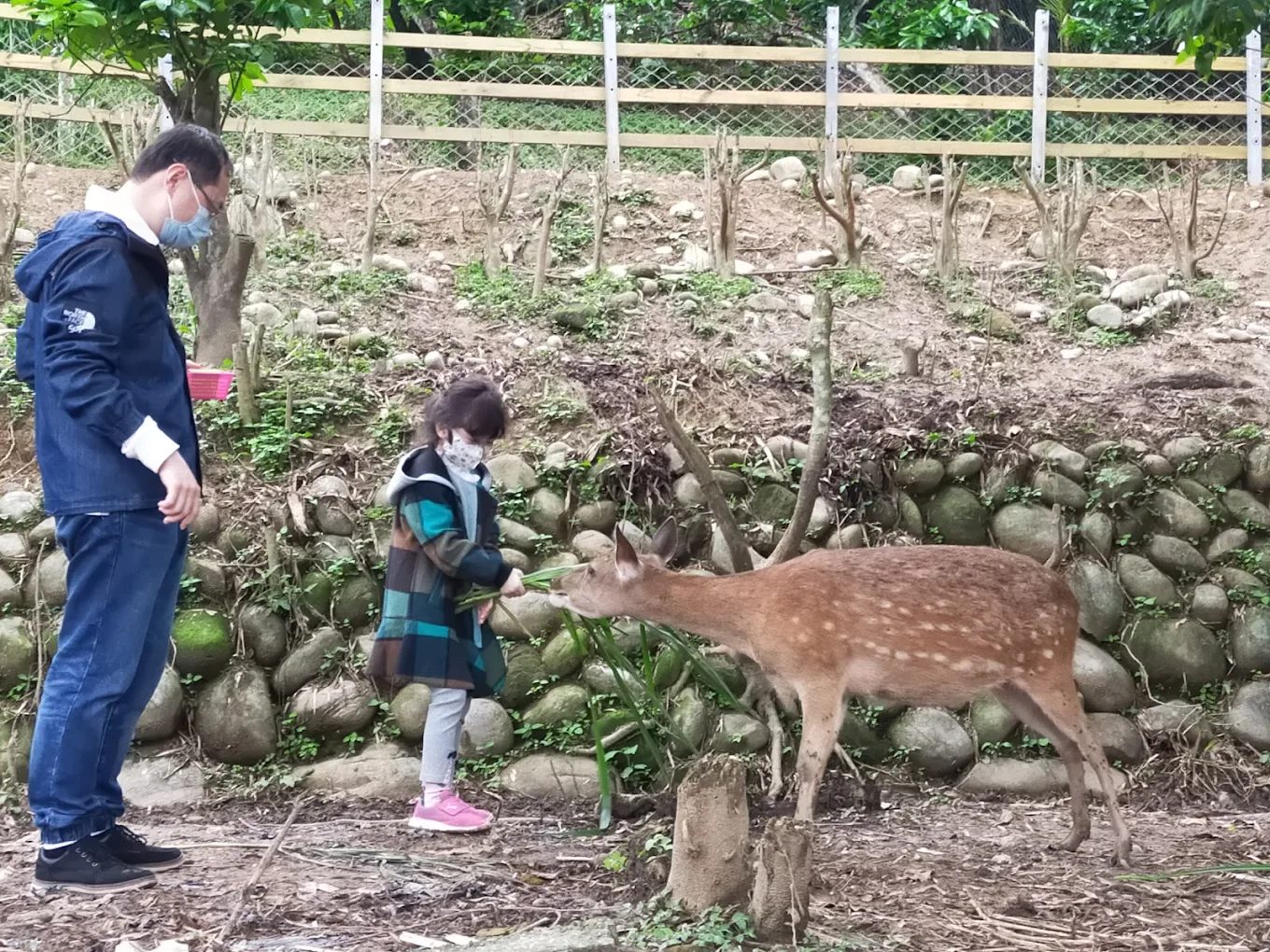 大溪一日遊打卡點：在「花鹿秘境」與梅花鹿、草原、花海不期而遇