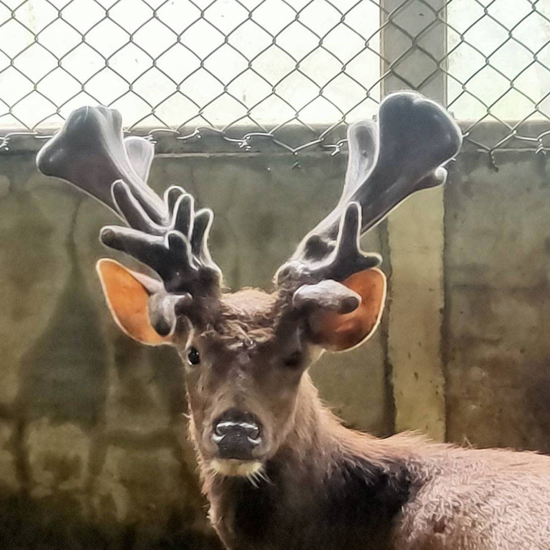 大溪一日遊打卡點：在「花鹿秘境」與梅花鹿、草原、花海不期而遇