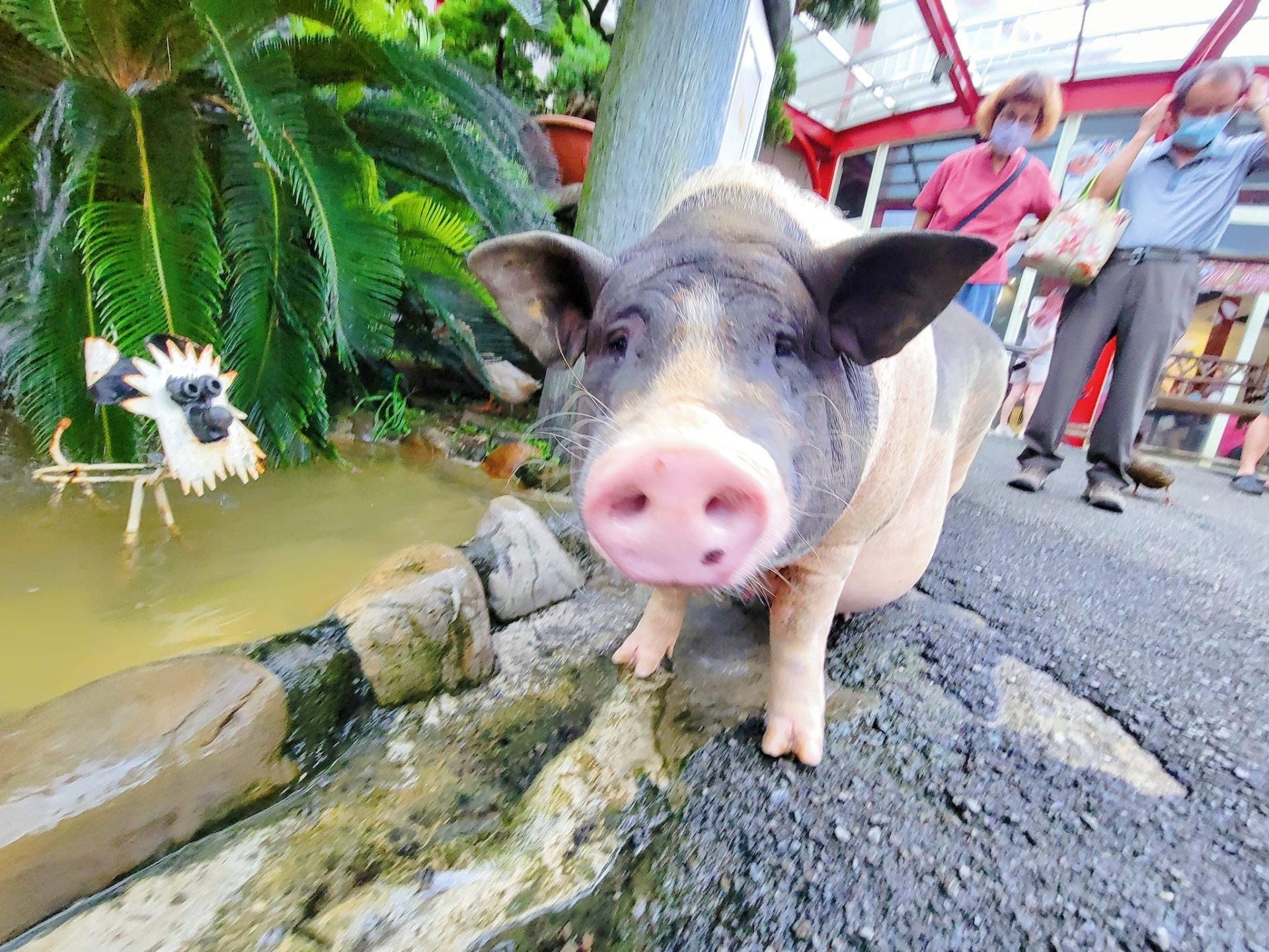 大溪一日遊打卡點：在「花鹿秘境」與梅花鹿、草原、花海不期而遇