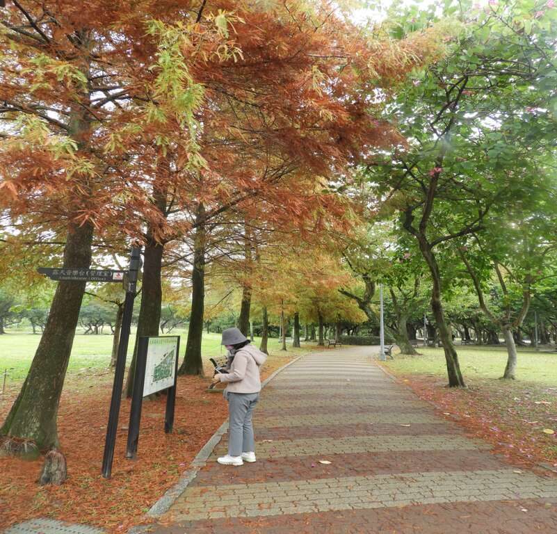 台北不只小巨蛋!雙北最強一日遊行程|落羽松、神社遺跡、百萬夜景