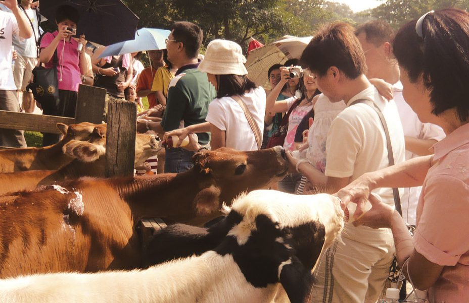 走進飛牛牧場的草原午後，擠牛奶、餵動物、吃鮮乳冰淇淋