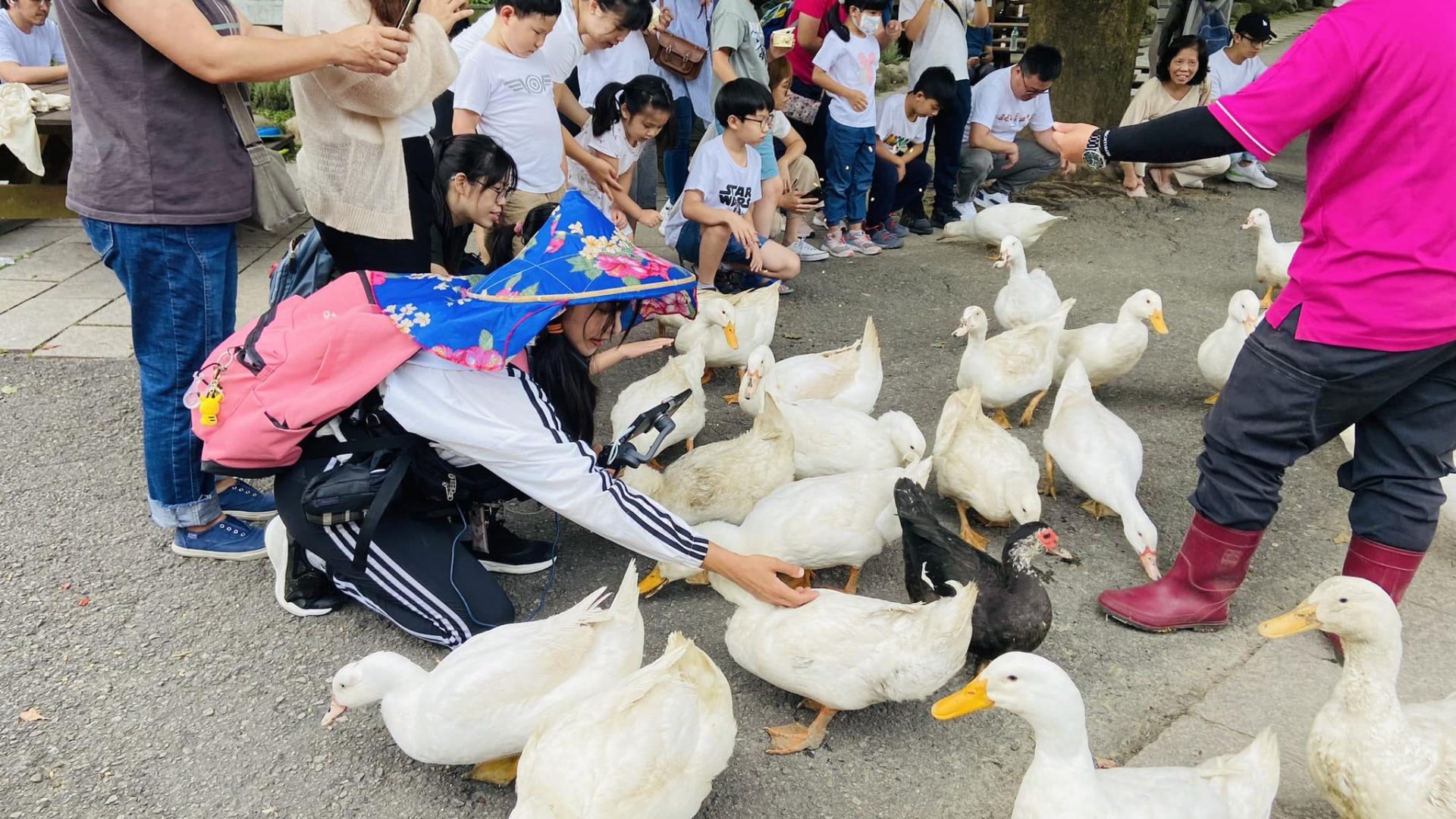 走進飛牛牧場的草原午後，擠牛奶、餵動物、吃鮮乳冰淇淋