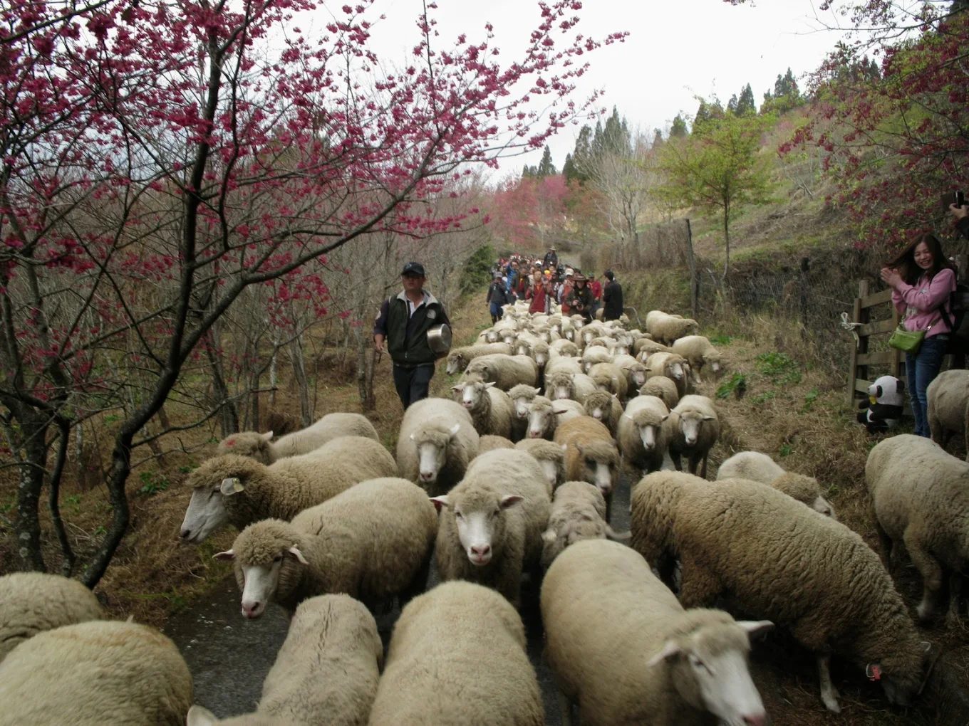 清境住宿推薦｜清境之星樂活莊園 超值雙人房只要 $1,450 起！鄰近清境農場、青青草原
