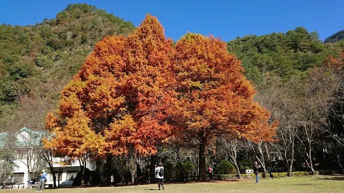 奧萬大秋季楓紅景觀，滿山紅葉與藍天相映成趣