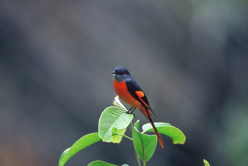 奧萬大森林中棲息的灰喉山椒鳥，色彩鮮豔