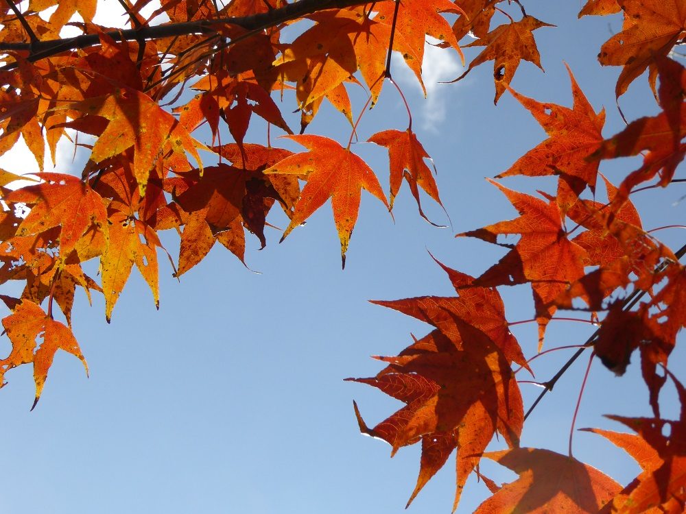 陽光透過青楓葉片，呈現出金黃透亮的色澤