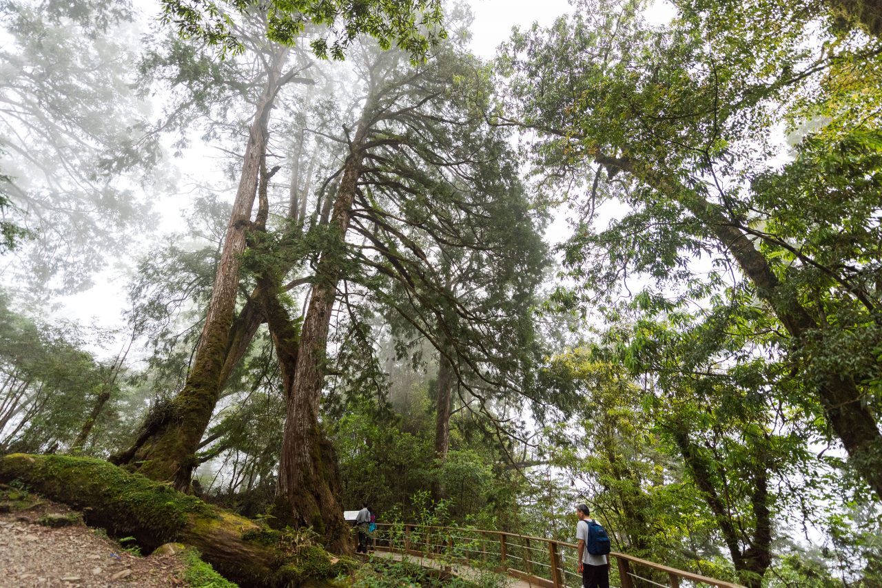 當霧氣貼近樹梢，在明池國家森林遊樂區遇見一座靜靜呼吸的高山湖泊