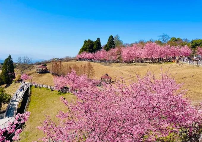 2025最新清境農場攻略｜青青草原、合歡山順遊、在地美食一次整理