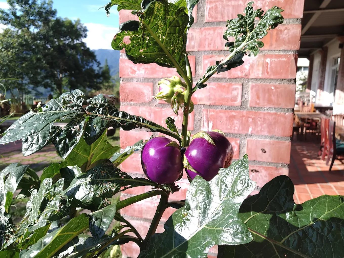 森林系秘境住宿｜南投溪頭鹿鼎莊．雙人一泊二食只要 $1950