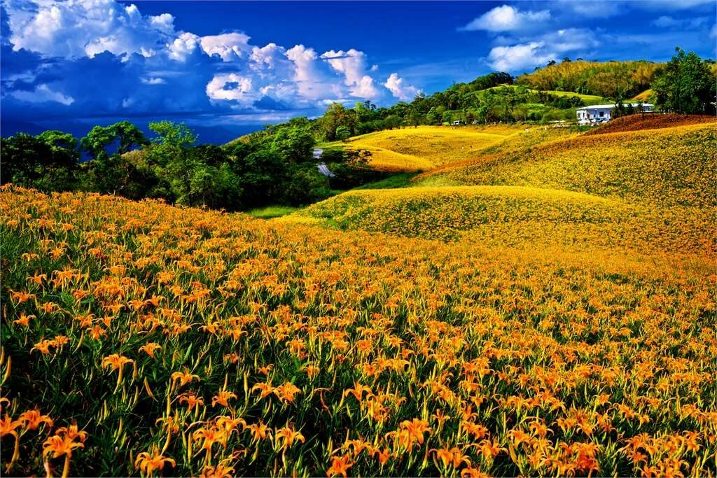 2025金針花季必拍景點|六十石山、赤科山、太麻里金針山超美花海一次看