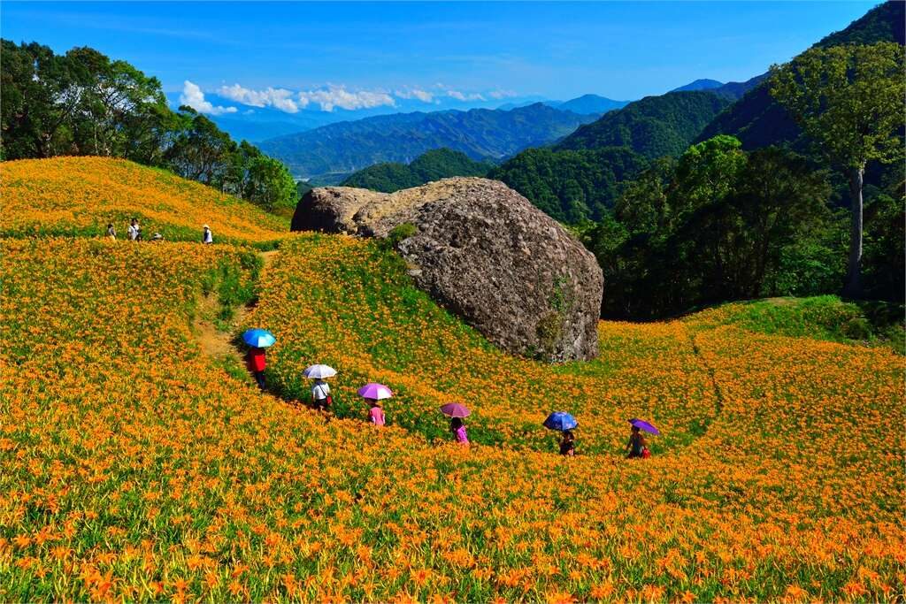 2025金針花季必拍景點|六十石山、赤科山、太麻里金針山超美花海一次看