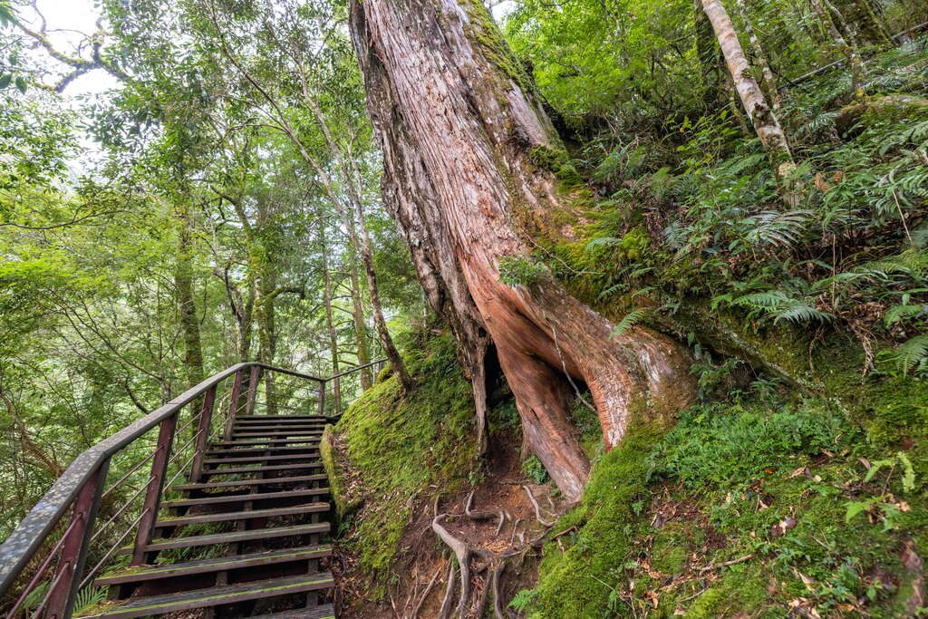 當雲霧漫上拉拉山巨木群步道，我在桃園復興的高山森林裡停下來