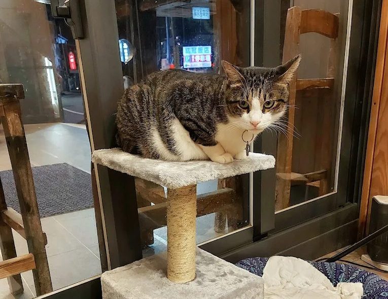 冬天必住礁溪美嘉美大飯店｜$1,499 起享受「溫泉 × 美食 × 毛孩同樂」暖心假期