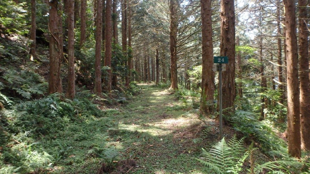 從台東市區出發走進利嘉林道,在九公里觀景台迎著山風遠望都蘭山