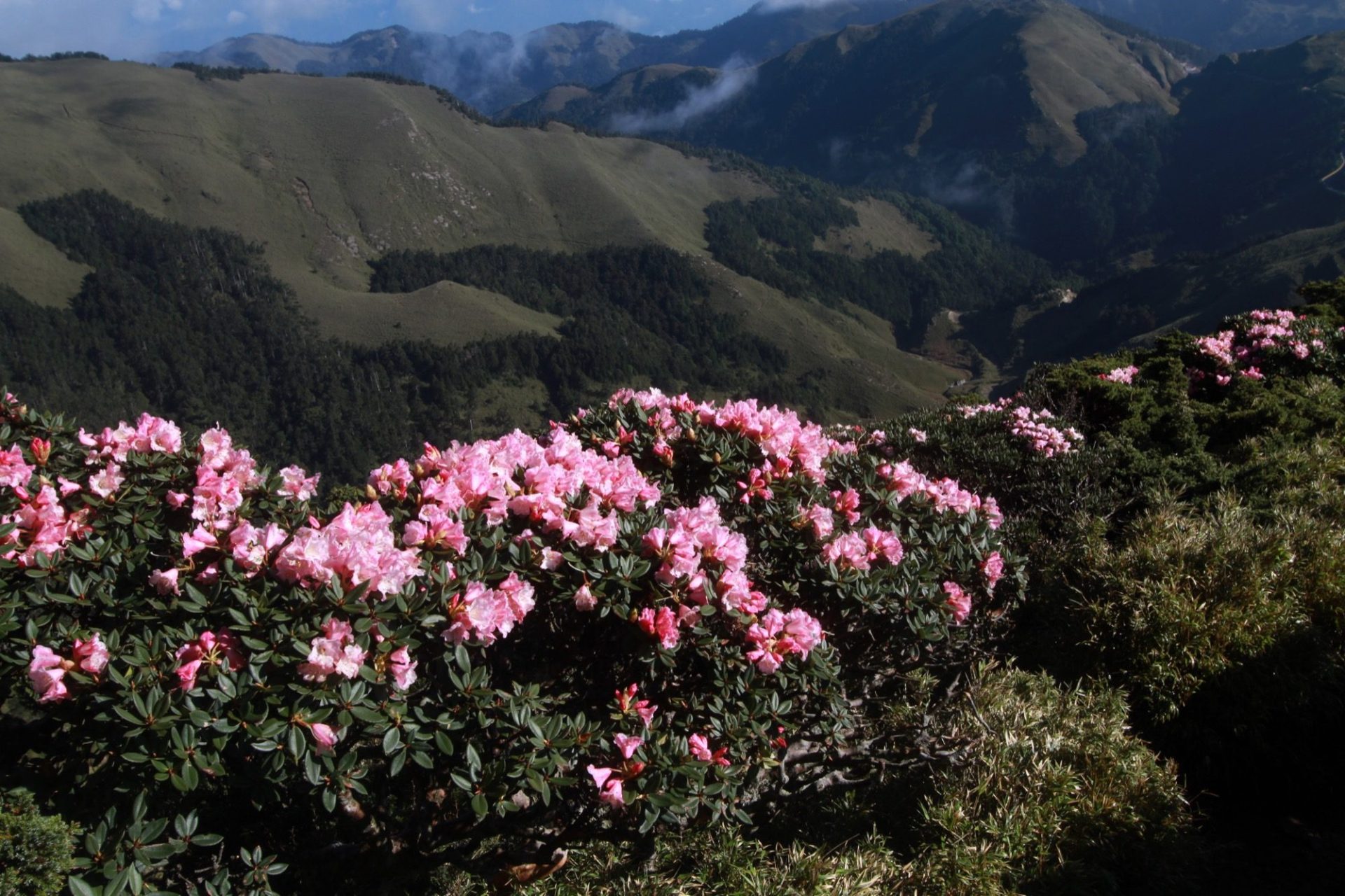 站上合歡山武嶺迎晨光升起,雲海在腳下翻動像一片流動的海
