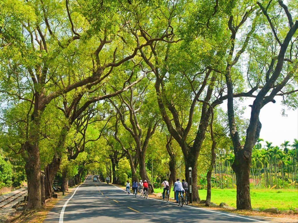 中部火車一日遊全攻略｜海線五寶、台中步行圈、集集線必訪行程