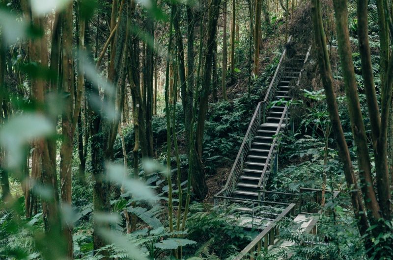 台中新社薰衣草森林｜夢幻紫色花海與香草美食，親子必訪療癒景點