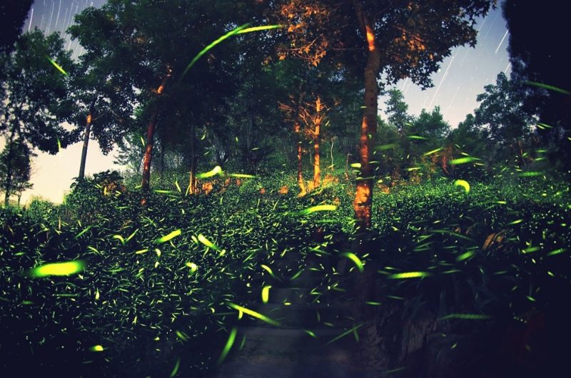 台中新社薰衣草森林｜夢幻紫色花海與香草美食，親子必訪療癒景點