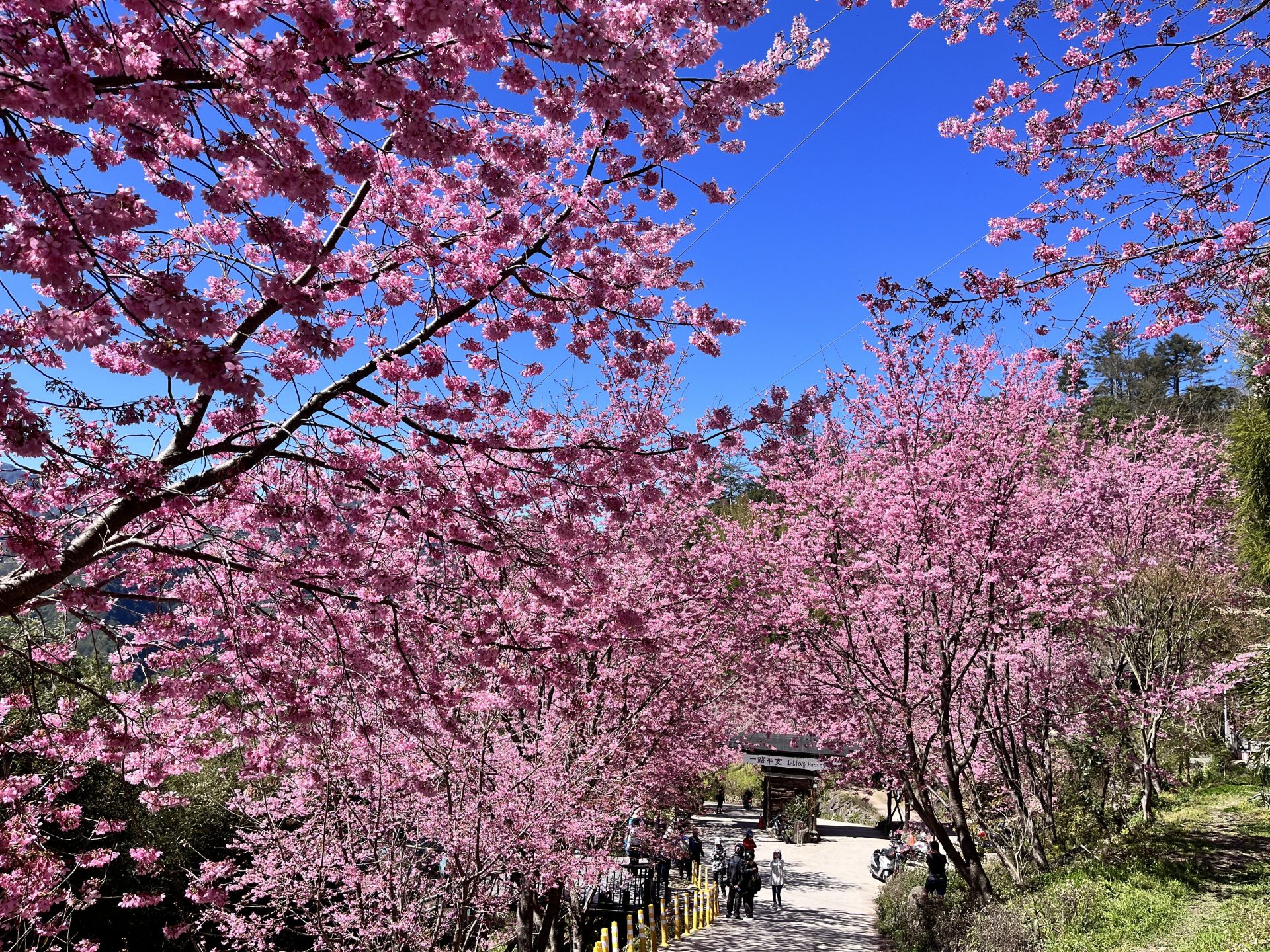 在新竹司馬庫斯的山林之中慢慢行走，讓巨木與霧氣帶你走進安靜的時間裡
