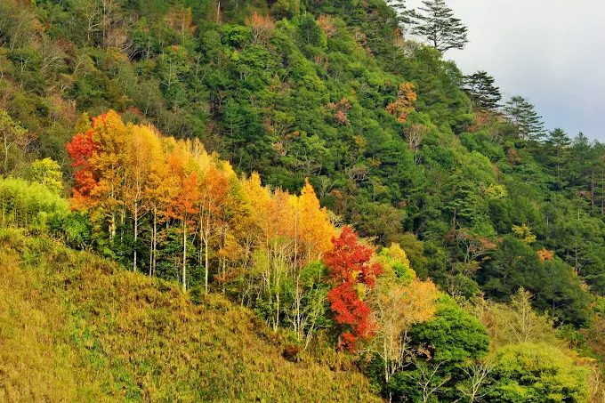 在新竹司馬庫斯的山林之中慢慢行走，讓巨木與霧氣帶你走進安靜的時間裡