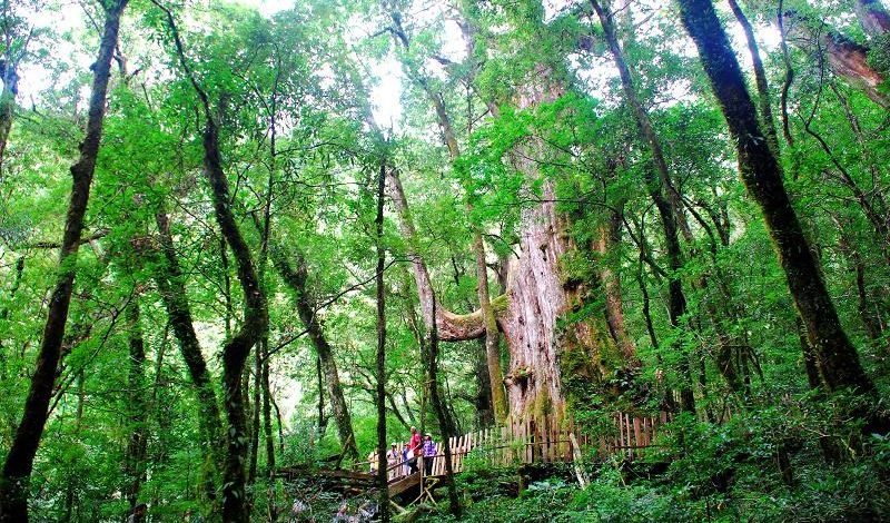 在新竹司馬庫斯的山林之中慢慢行走，讓巨木與霧氣帶你走進安靜的時間裡