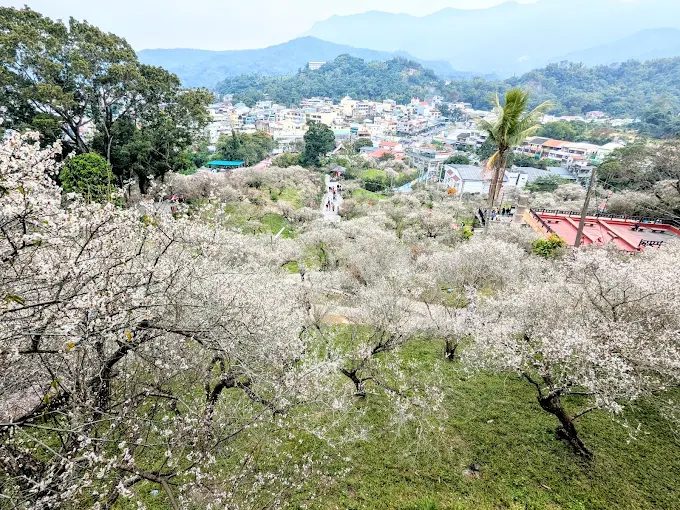 嘉義梅山公園賞梅全攻略｜冬末花海如雪，四季都有花可看