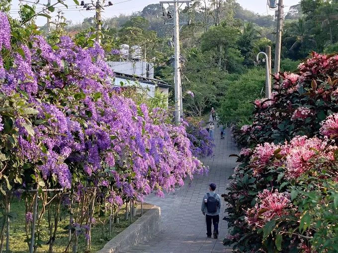 嘉義梅山公園賞梅全攻略｜冬末花海如雪，四季都有花可看