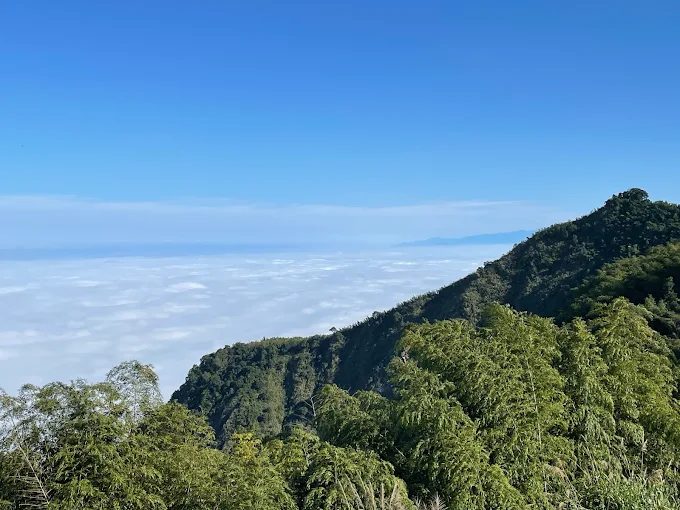 在嘉義梅山二尖山步道迎著晨光登高，看茶園雲海慢慢翻湧