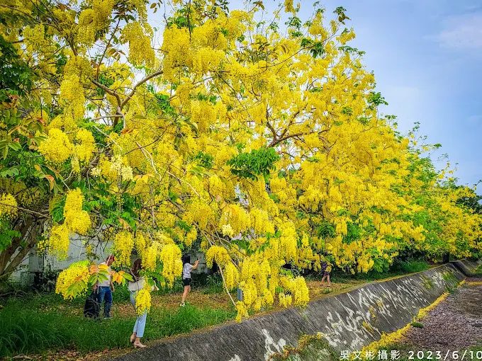 嘉義蒜頭糖廠必訪！搭五分車、吃古早味冰棒還能賞阿勃勒