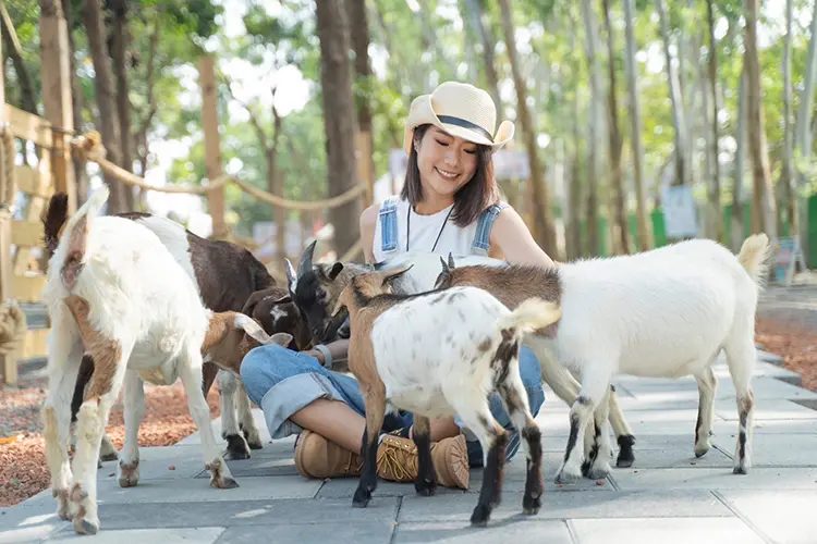 森林冒險區的高空挑戰設施