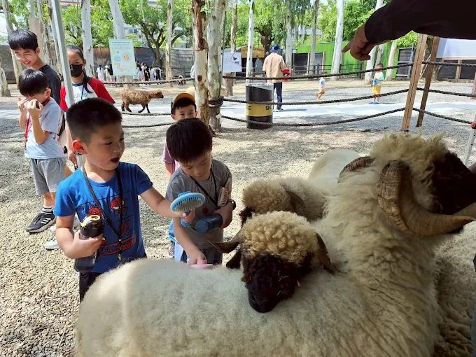 咩咩上樹萌寵樂園中的各種可愛羊隻
