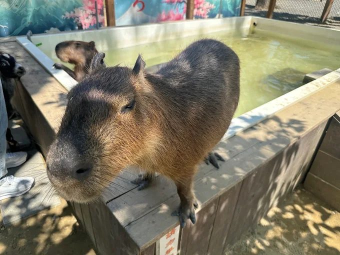 嘉義咩咩上樹萌寵樂園可愛水豚與羊駝