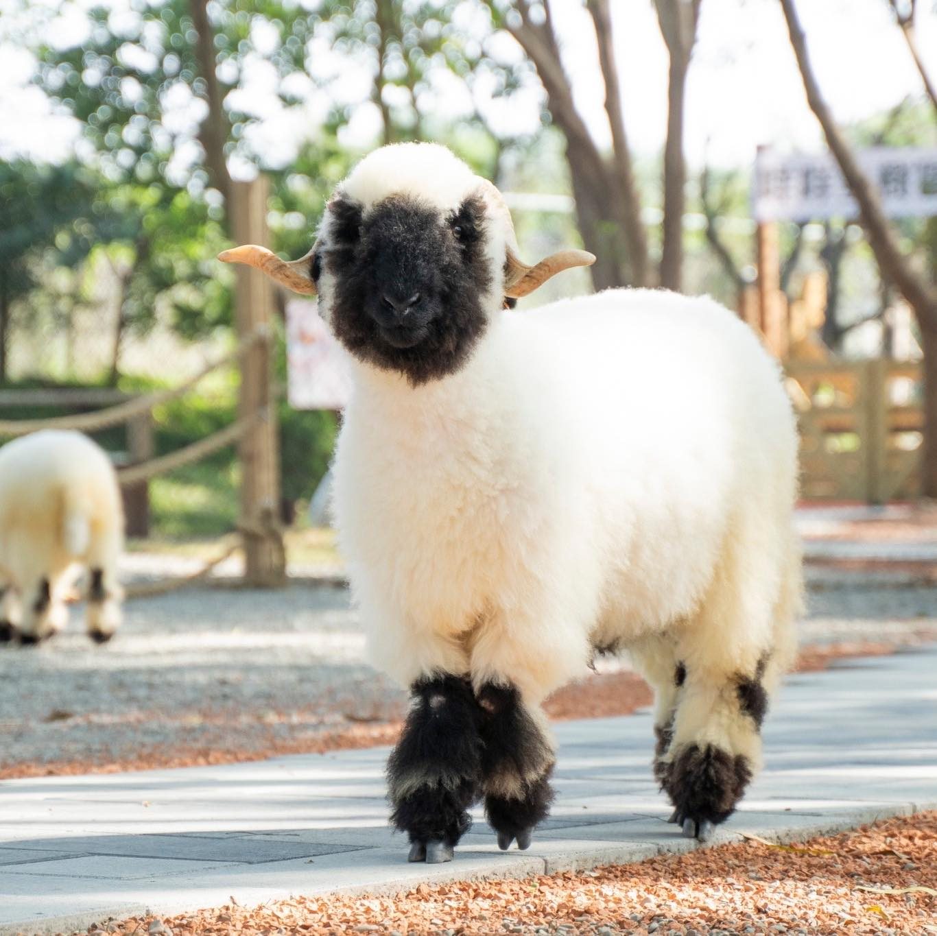 近距離觀看可愛的羊角村動物