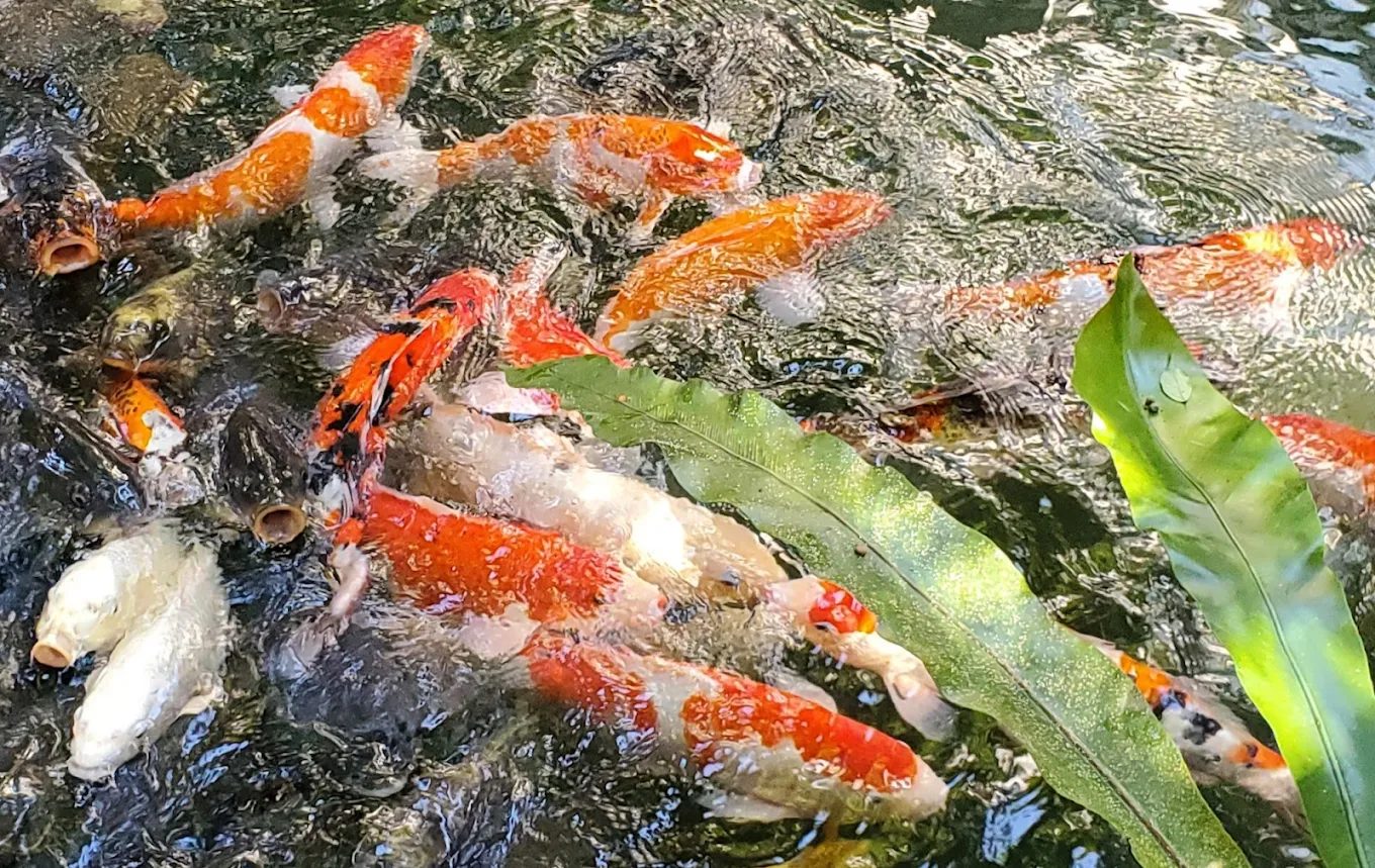 三峽大板根森林溫泉酒店｜台北40分鐘就能抵達的森林泡湯秘境