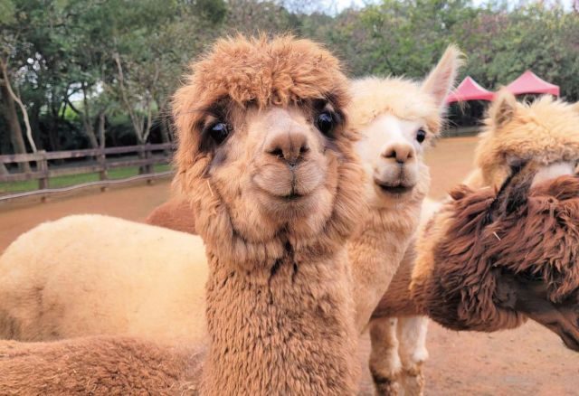 埔心牧場：親子共遊的最佳選擇，讓您與動物近距離接觸！