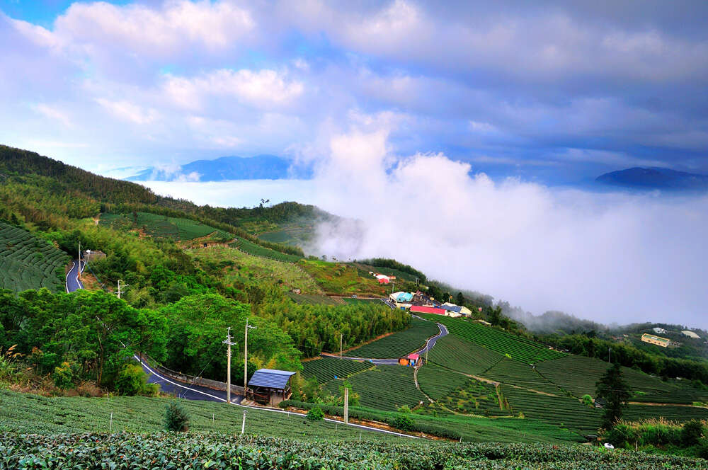 沿著嘉義梅山二尖山步道緩步而行，讓茶園層層山景替心事降溫