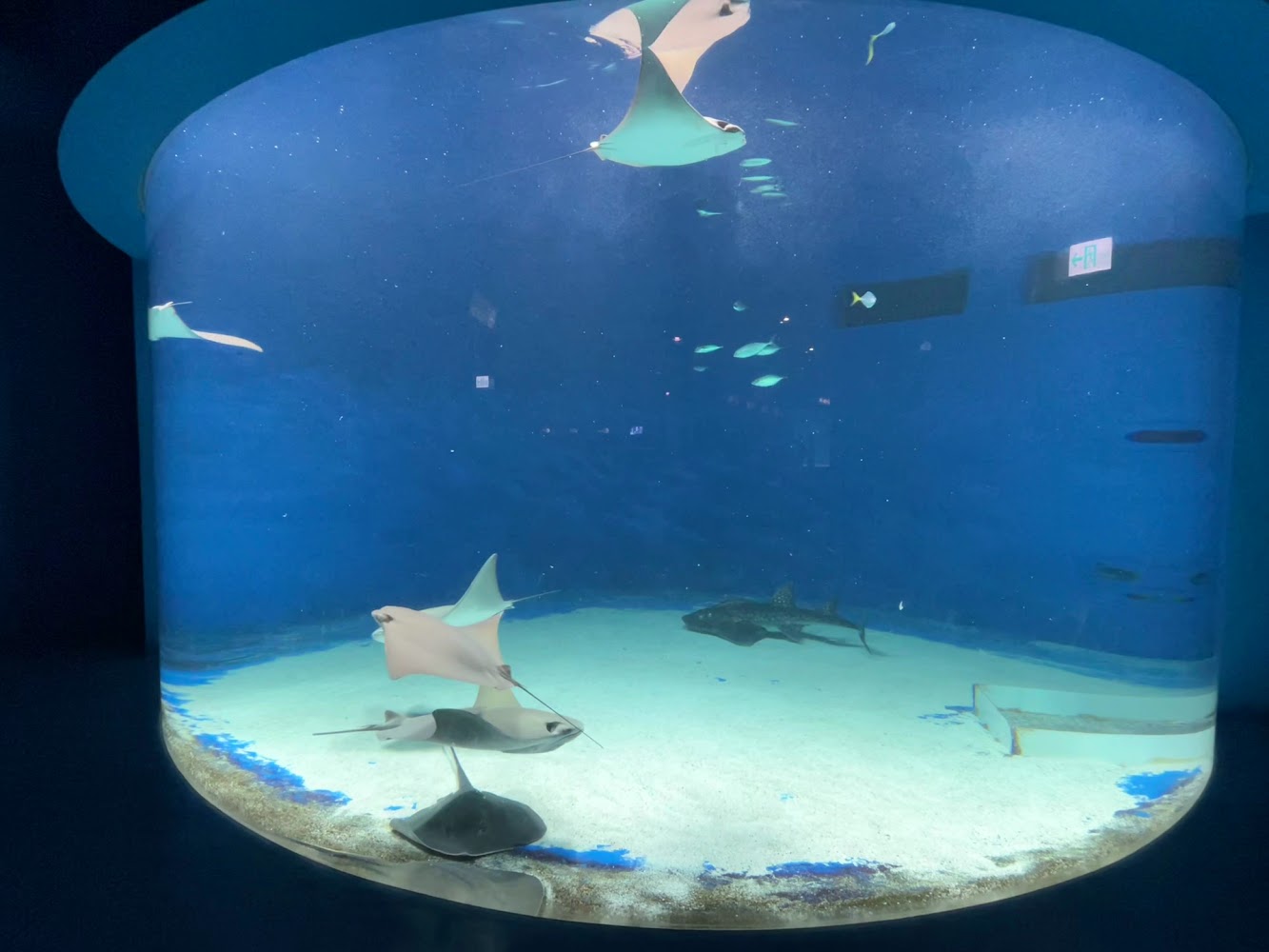 最新的 (一天前)｜探索桃園水族館：Xpark的魅力與最佳參觀指南