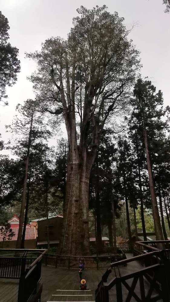 最新｜阿里山旅遊：探索絕美的自然與文化秘境