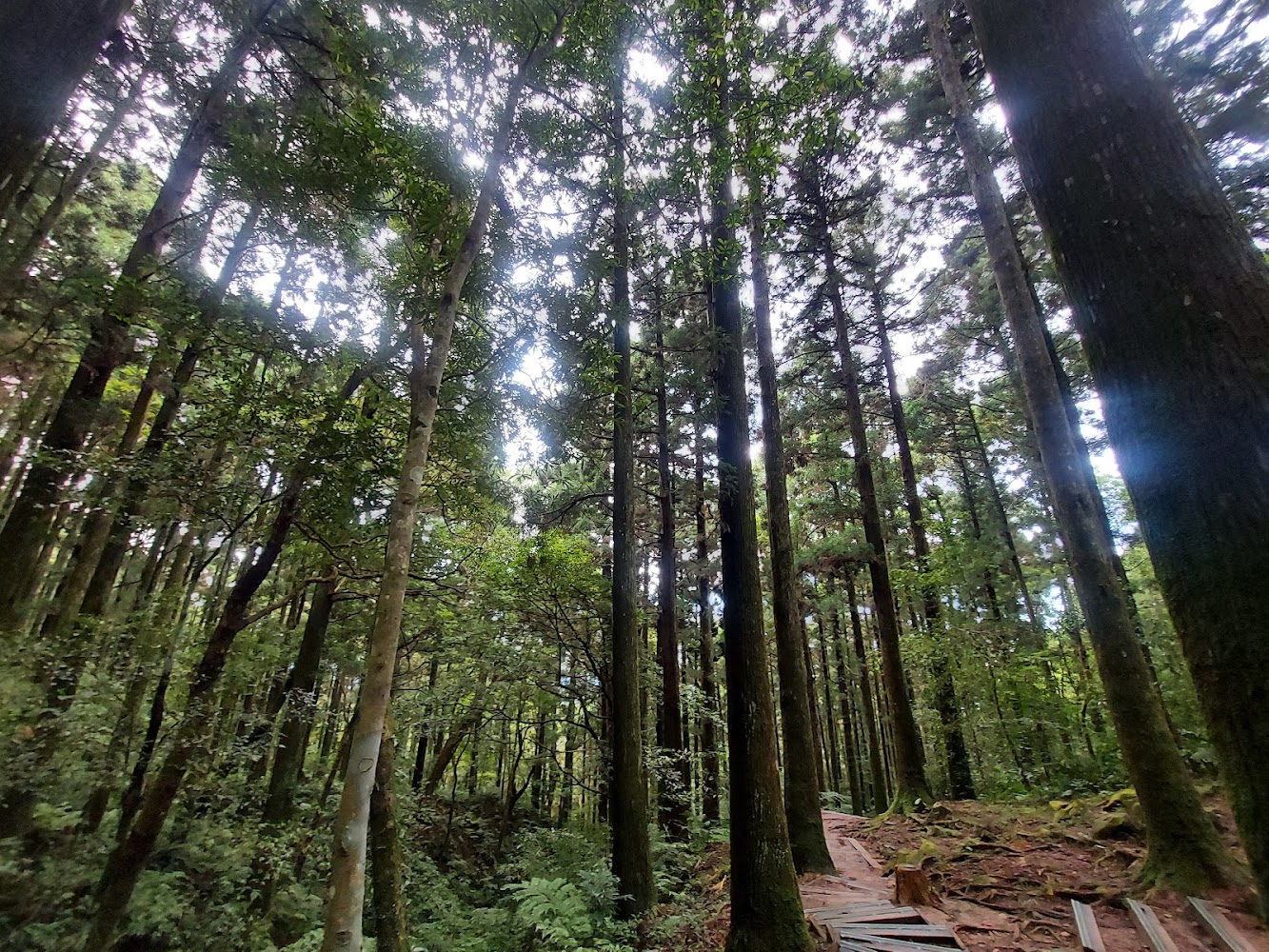 設施地圖｜探索東眼山國家森林遊樂區：最佳自導式步道與秘境景點推薦