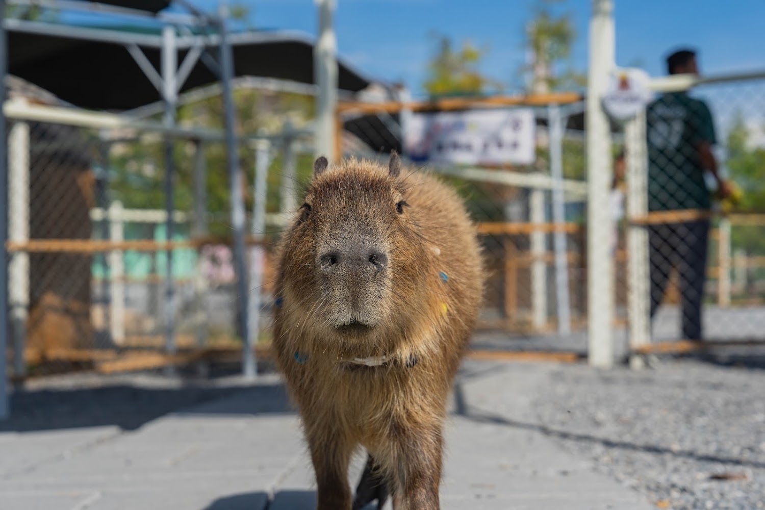 活動內容｜探索星夢森林劇場：最佳家庭親子活動地點