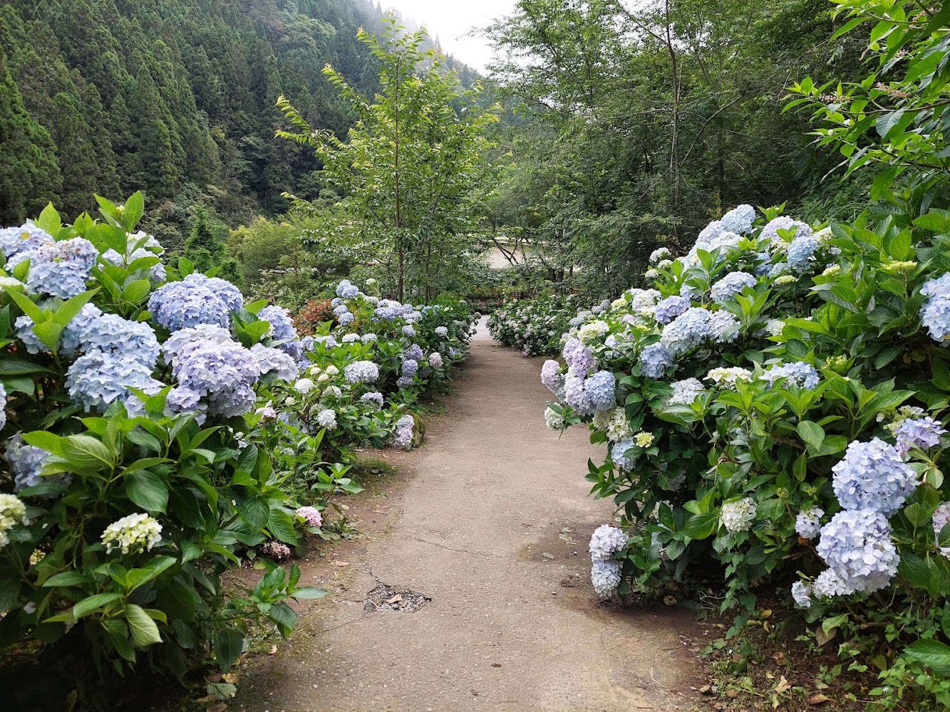 杉林溪燕庵步道｜杉林溪森林遊樂園：探索自然之美的最佳去處