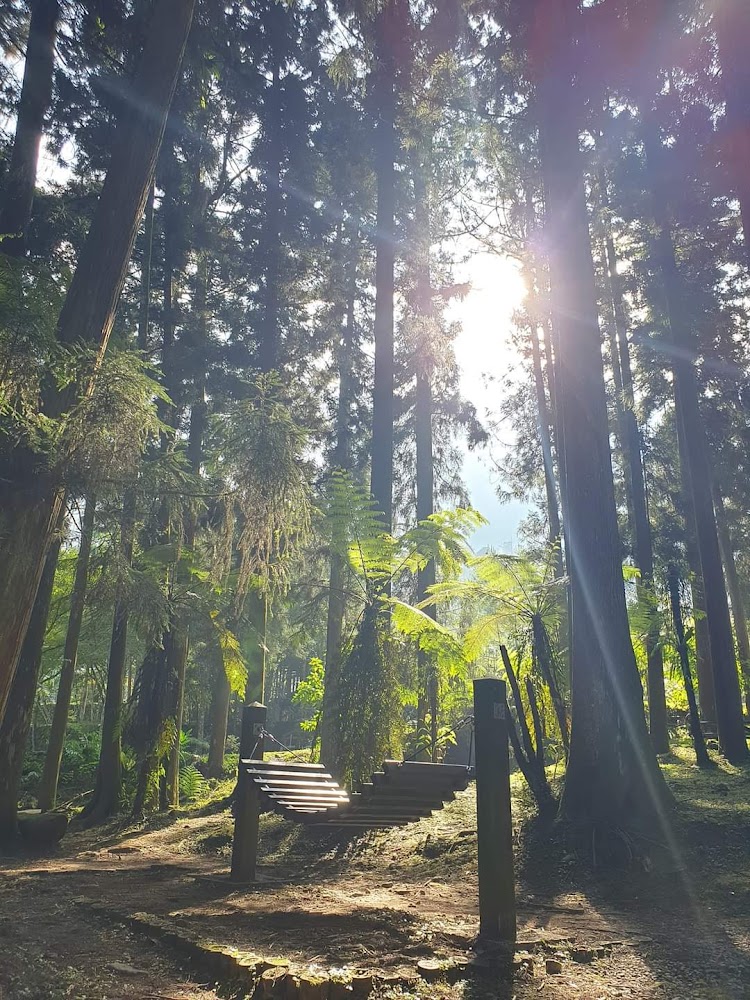 尖石餐廳｜溪頭森林遊樂區：探索自然與癡迷美食的完美結合