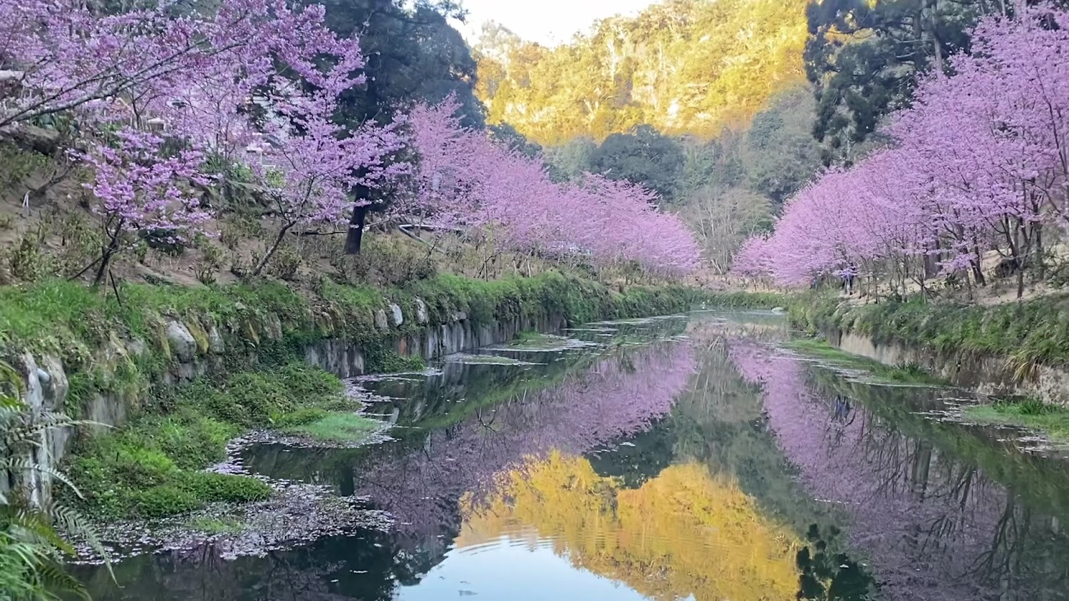 影片｜杉林溪森林遊樂園攻略｜四大特色讓你玩得盡興