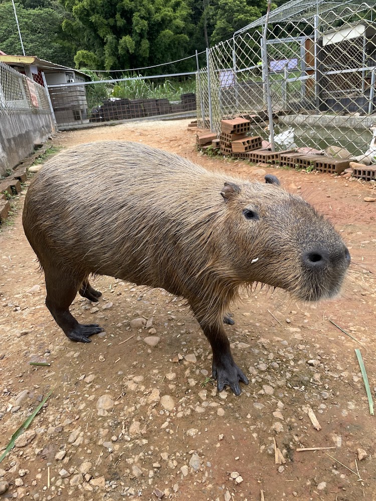 Blossoms Leisure Farm｜探索花鹿秘境：享受大自然的美好時光