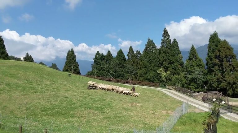 最新的照片｜清境農場的美麗探索｜親自然旅遊的最佳選擇